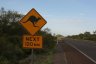 Attention aux kangourous pendant 120 km!