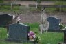 Des kangourous, il y en a partout, jusque dans les cimetières!