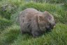 Un wombat, petit marsupial super mignon et gentil qui ressemble à un ourson.