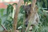 <p>Koala au zoo de Rochampton</p>