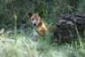 Un dingo (chien sauvage) au zoo de Rockhampton