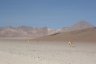 Les vigognes (cousines sauvages des lamas) sont pratiquement les seuls animaux qui vivent dans le désert du Sud-Lipez.