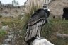 Un condor des Andes observé dans le parque Condor qui se consacre à la réhabilitation des oiseaux de proie.