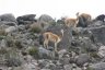 Des vigognes, les cousines sauvages des lamas dans le parc national du Chimborazo.