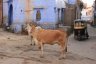 La vache est sacrée en Inde, elle est synonyme de fertilité et d'abondance de nourriture. On les rencontre à tous les coins de rue, attention où on marche!