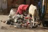 Triste spectacle journalier: une dame et une vache qui cherchent les restes de nourriture dans les déchets qui abondent dans les rues.