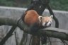 Panda roux de l'himalaya au zoo.