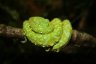 Un serpent parmi d'autres au zoo de Tuxtla Gutierrez