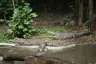 Des crocodiles d'une taille supérieure à ceux du zoo d'Anvers (vu en vrai dans le canyon del Sumidero (photos suivantes)