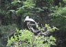 Pelican dans son milieu naturel dans le canyon del Sumidero