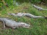 Les crocodiles (oui, des vrais!) font partie (avec les serpents, les poissons et les oiseaux) de la faune des Everglades