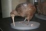 Le premier kiwi qu'on a pu voir (au musée), peut-être qu'on verra des vivants par la suite.