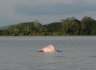 Un dauphin rose d'eau douce