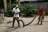 Un anaconda constrictor d'environ 4 mètres