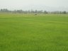 Les rizières offrent un vert éclatant au paysage malgré la saison sèche.
