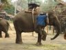 Le centre de protection de l'éléphant thaïlandais